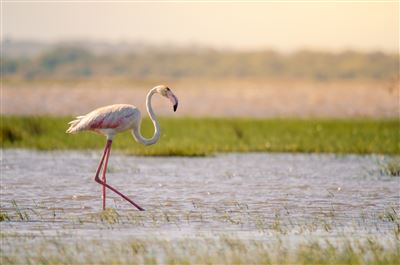 Flamingo im iSimangaliso Wetland Park